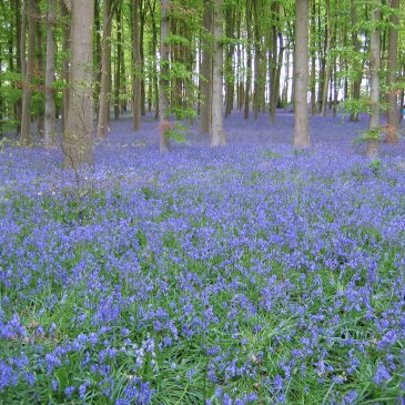 Information for Woodland Owners and Covid-19
