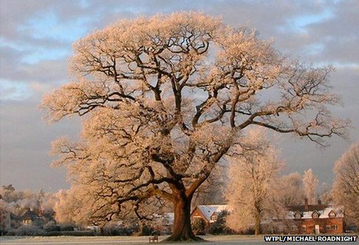 Tree of the Year Finalists 2014