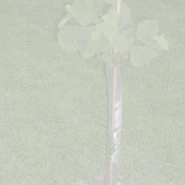 Dedication Trees
