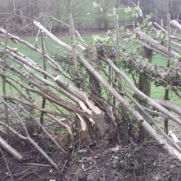 Hedgelaying Projects!