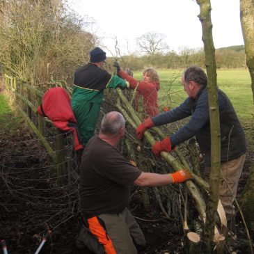 Hedge-laying Course February 2017
