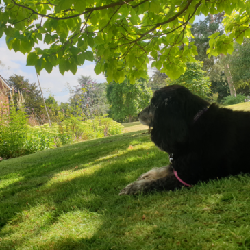Daniel the Spaniel!